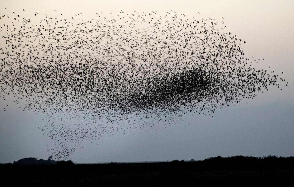 Sort sol. Nationalpark Vadehavet, Ulrik Pedersen, 