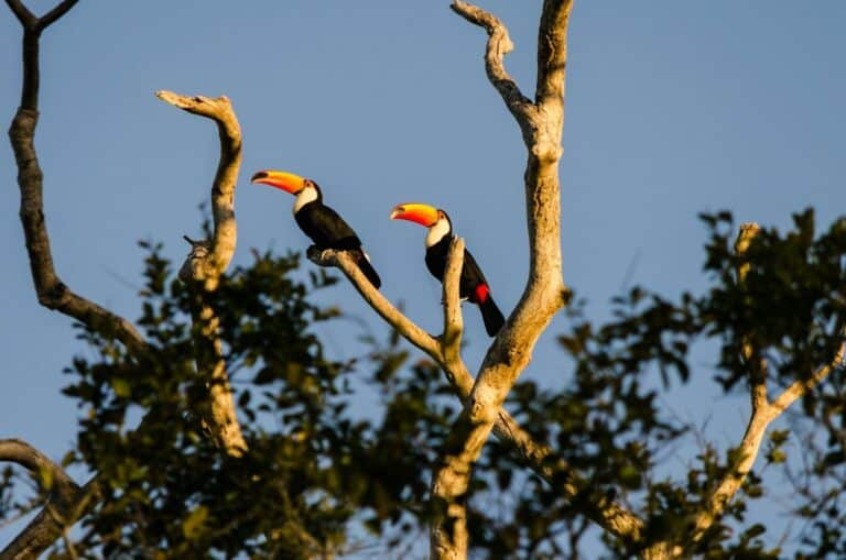 Pantanal et kæmpe stort område i Amazonas 12 Pantanal er kendt for sin enestående biodiversitet