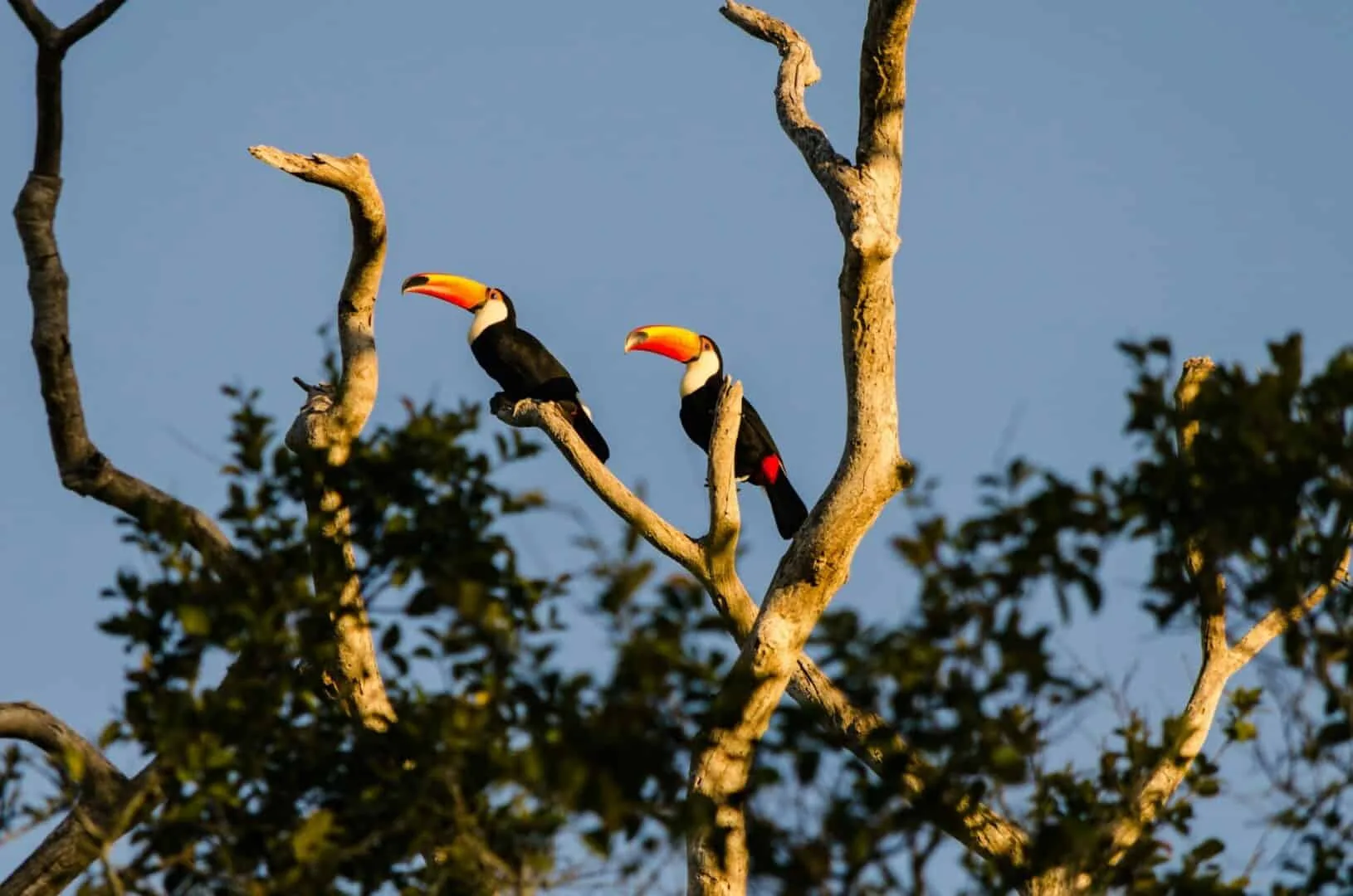 Pantanal et kæmpe stort område i Amazonas