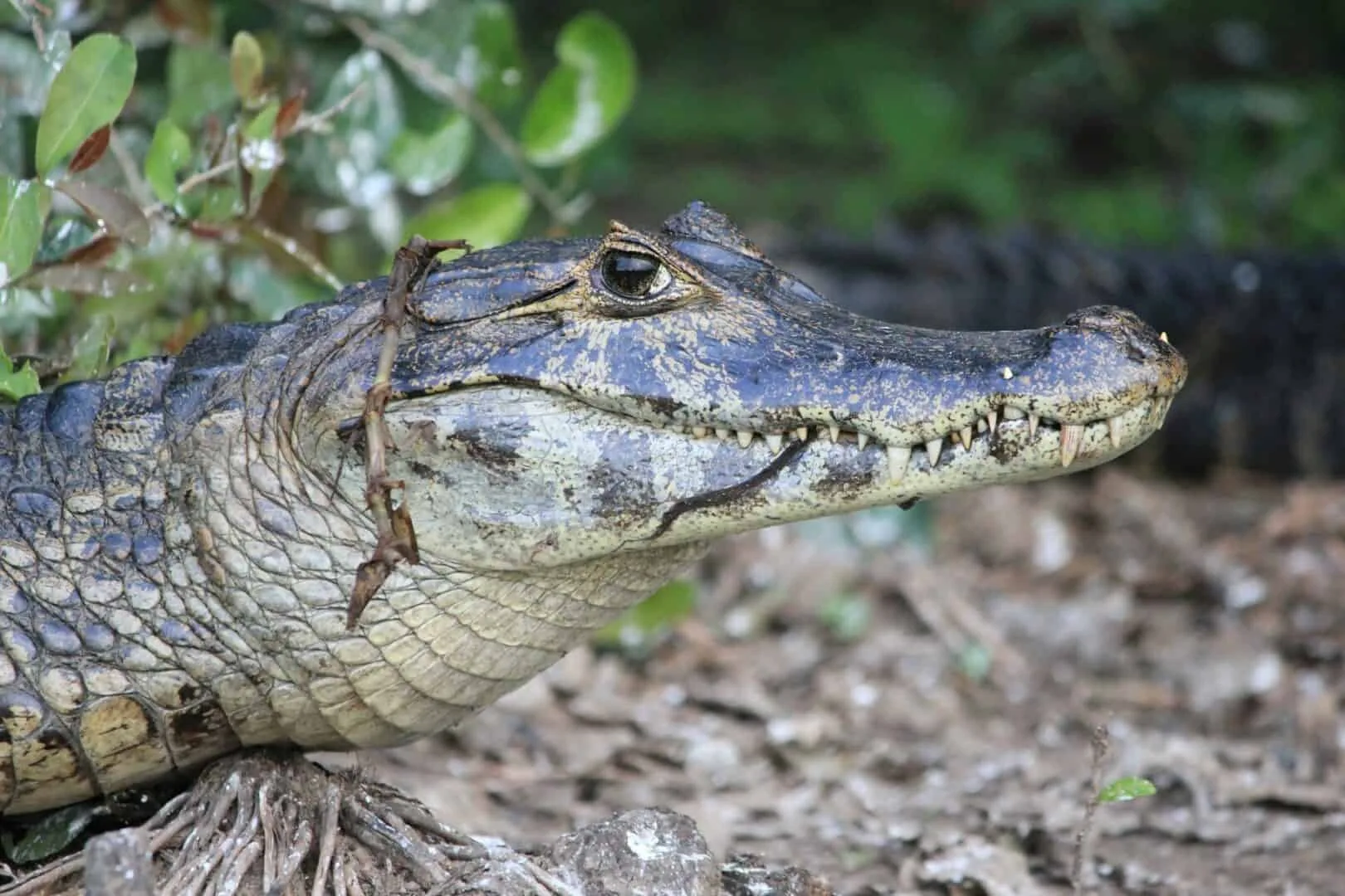 Pantanal er ikke farligt for turister, så længe de følger deres guiders råd og tager forholdsregler.