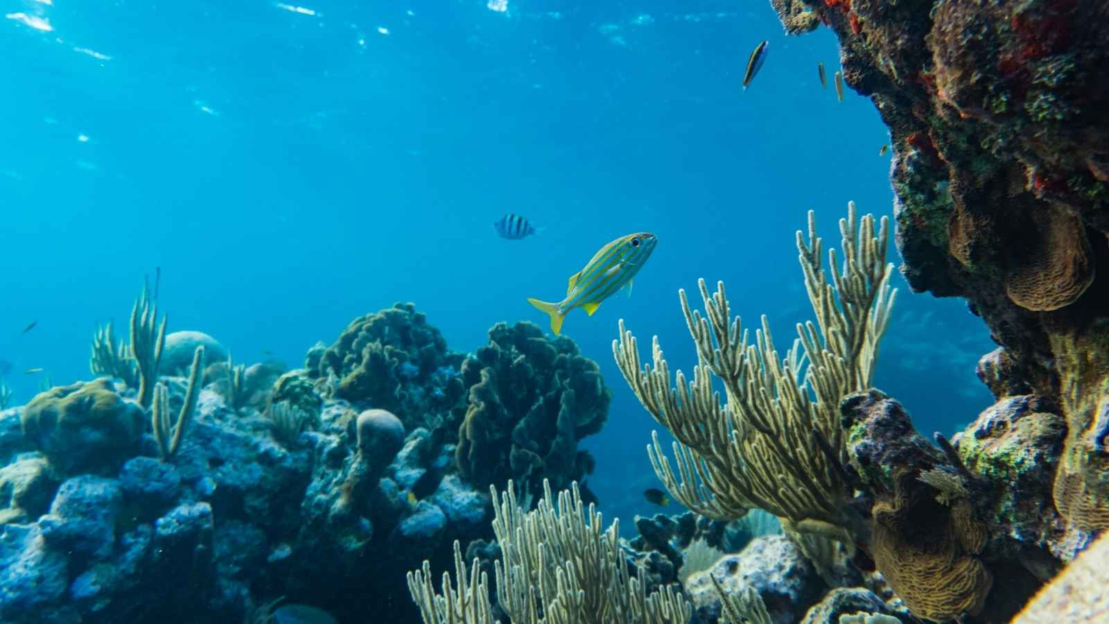 Dykkerferie i Honduras