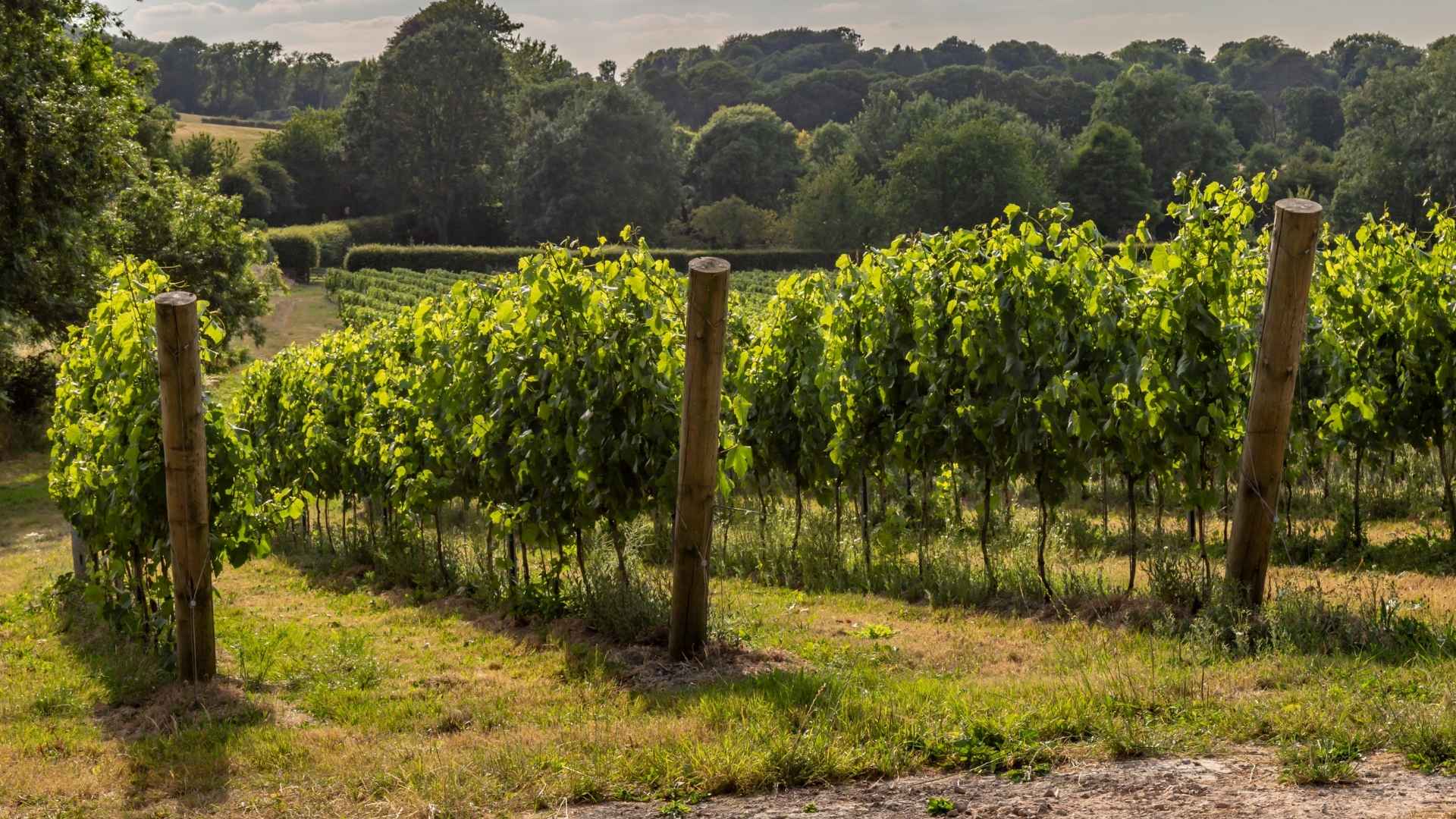 Vinyard i Sussex