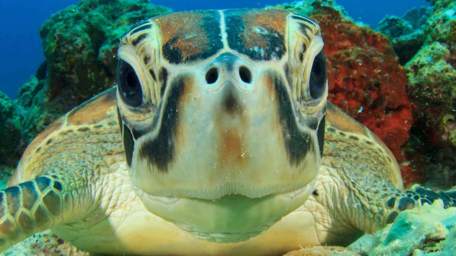 Grøn havskildpadde (Chelonia mydas)