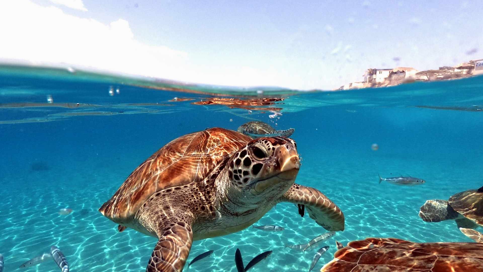 Hvor kan du se havskildpadder?