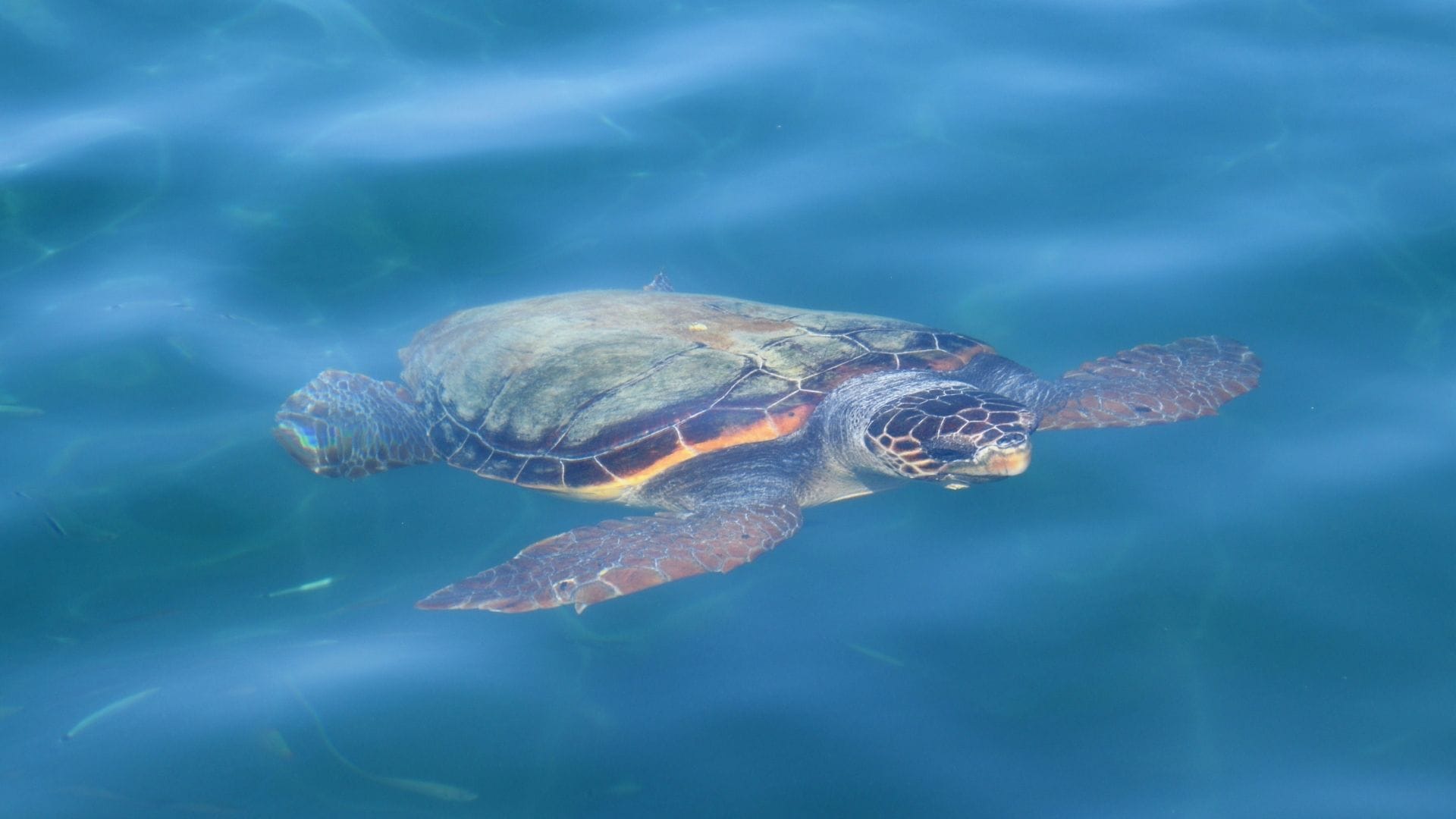 Zakynthos – Skildpaddeøen og den nationale Marathonisi Marine Park