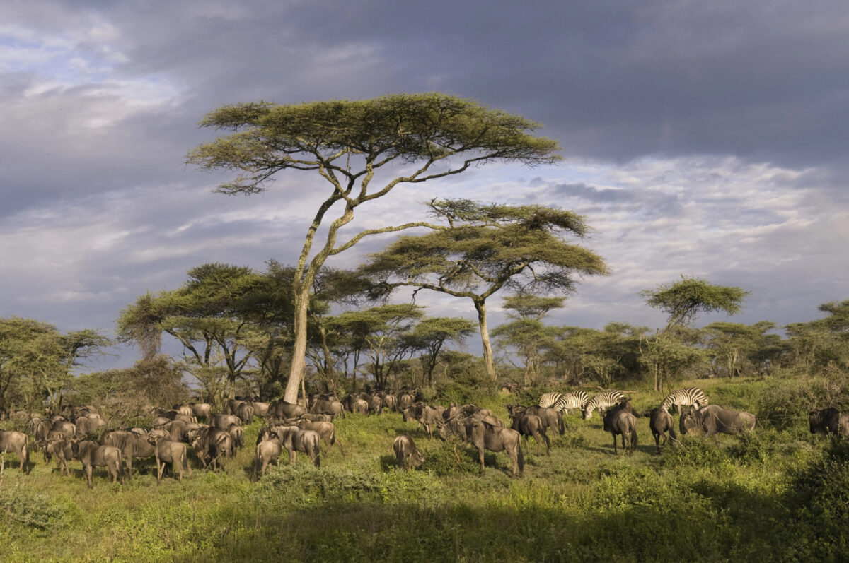 Rejsen til Serengeti, Den ultimative safarirejse