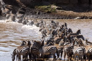 Migration er den store dyrevandring på savannen i Serengeti bla.