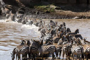 Migration er den store dyrevandring på savannen i Serengeti bla.