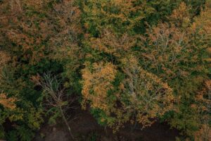 Efterår i naturen: Aktiviteter og events i Sønderjylland, Danmark