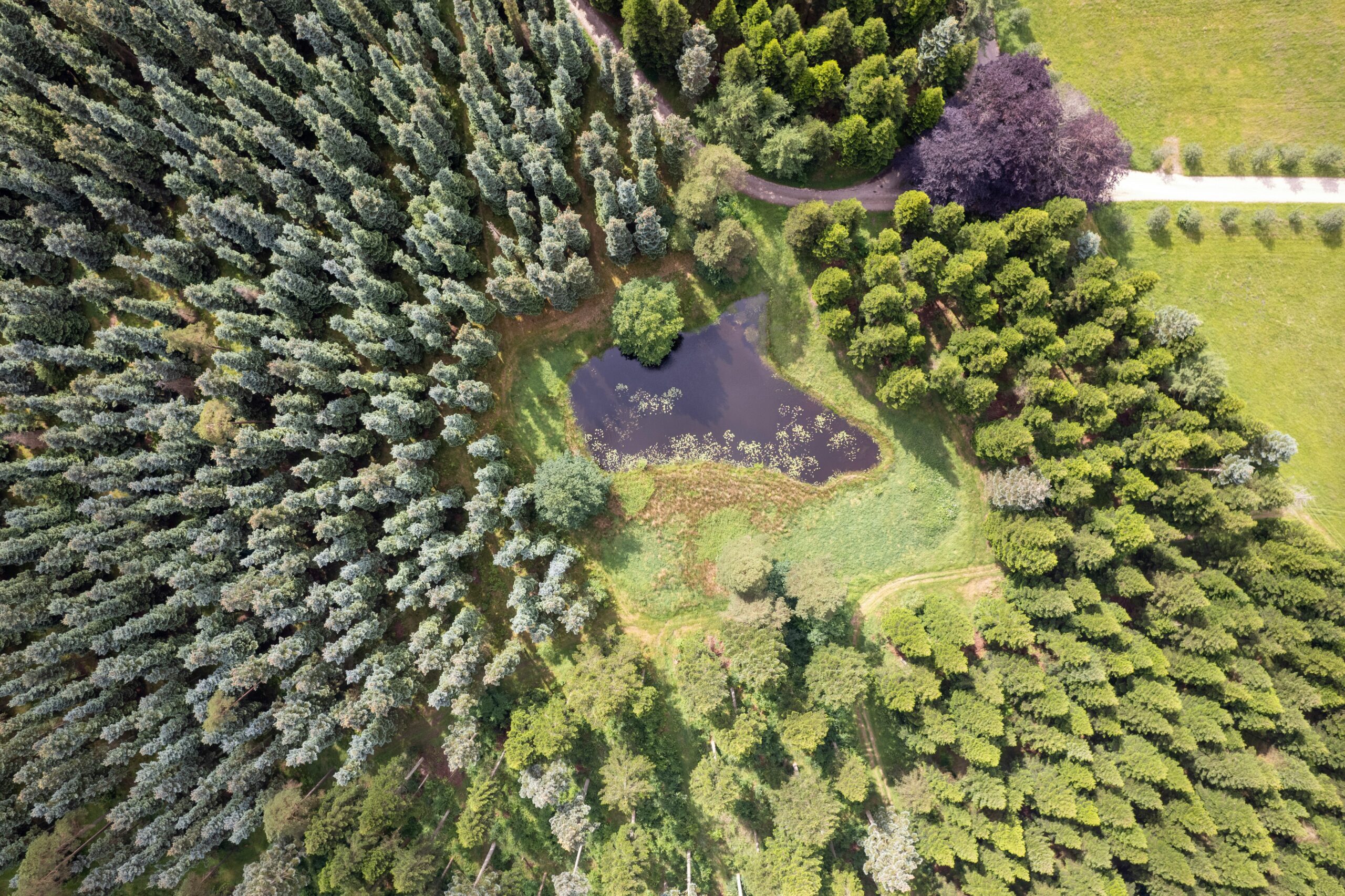 Rold Skov, Danmarks Smukkeste Skove i Efteråret