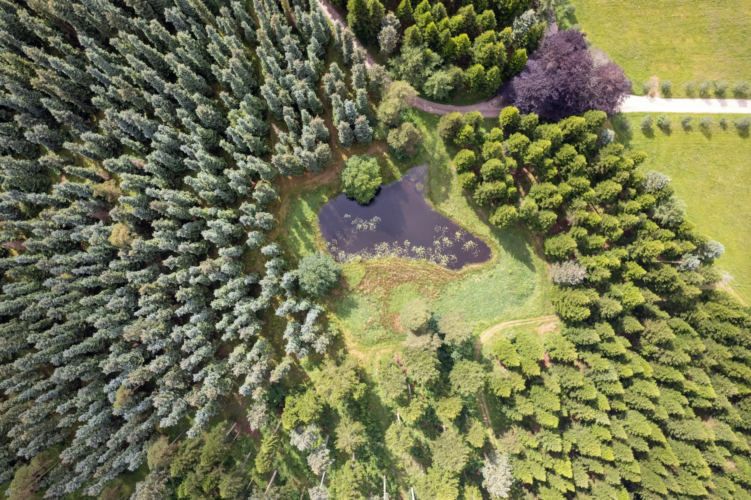 Rold Skov, Danmarks Smukkeste Skove i Efteråret