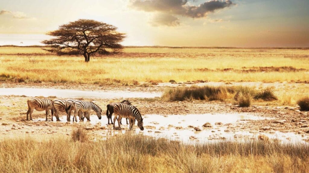 Serengeti safari