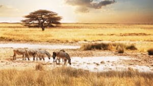 Serengeti safari