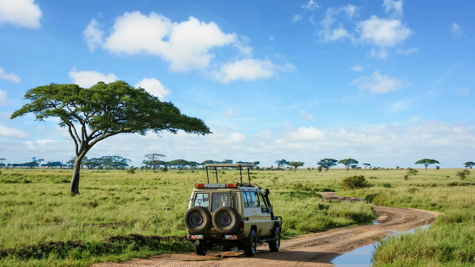 Serengeti safari