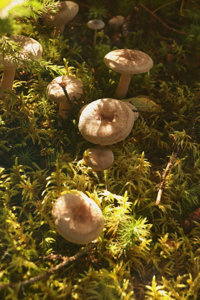 Svampe i skovbunden, ukendte