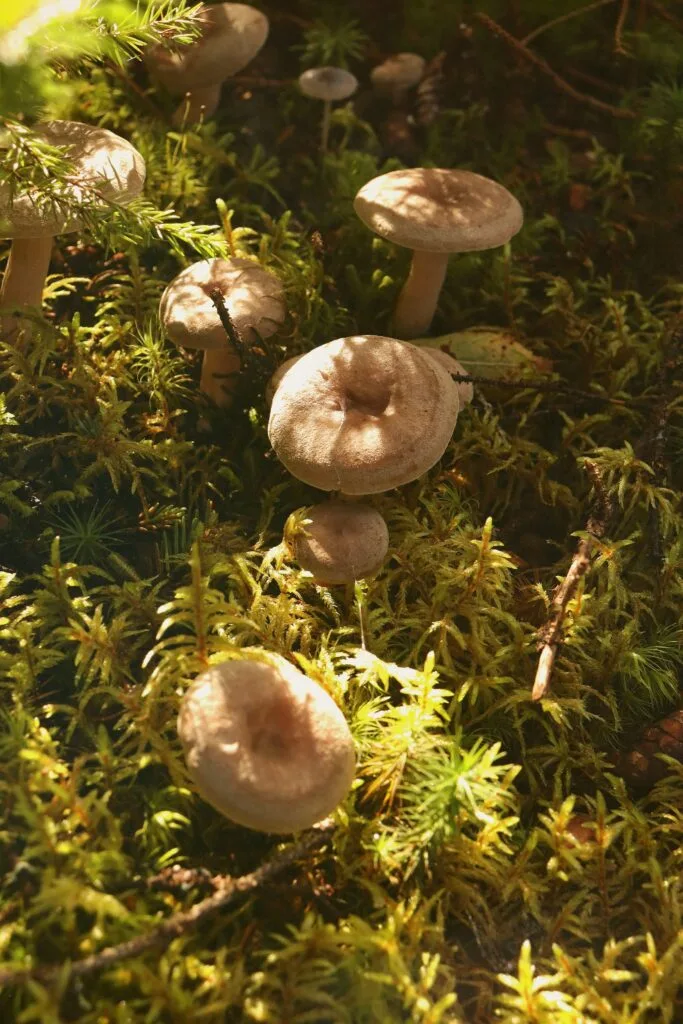 Svampe i skovbunden, ukendte
