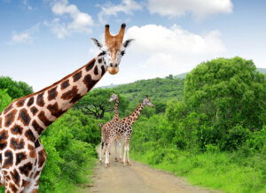 Travel to Africa. Giraffes in Kruger National Park, South Africa