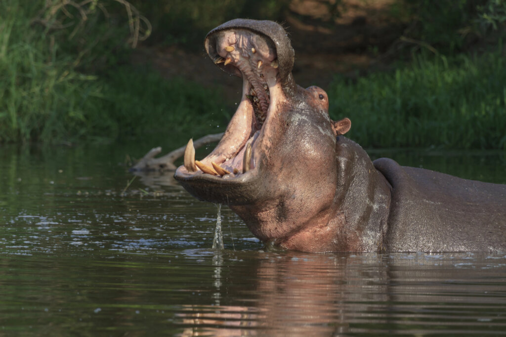 Næsehorn viser sig lidt i Kruger National Park, Sydafrika