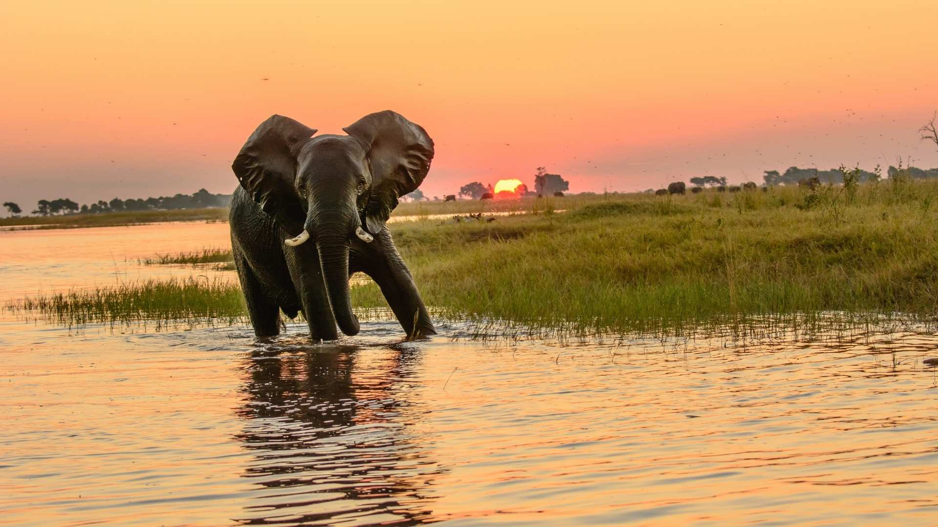 Afrikansk elefant i Chobe-floden ved solnedgang i Botswana
