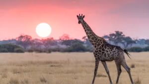 Botswana
