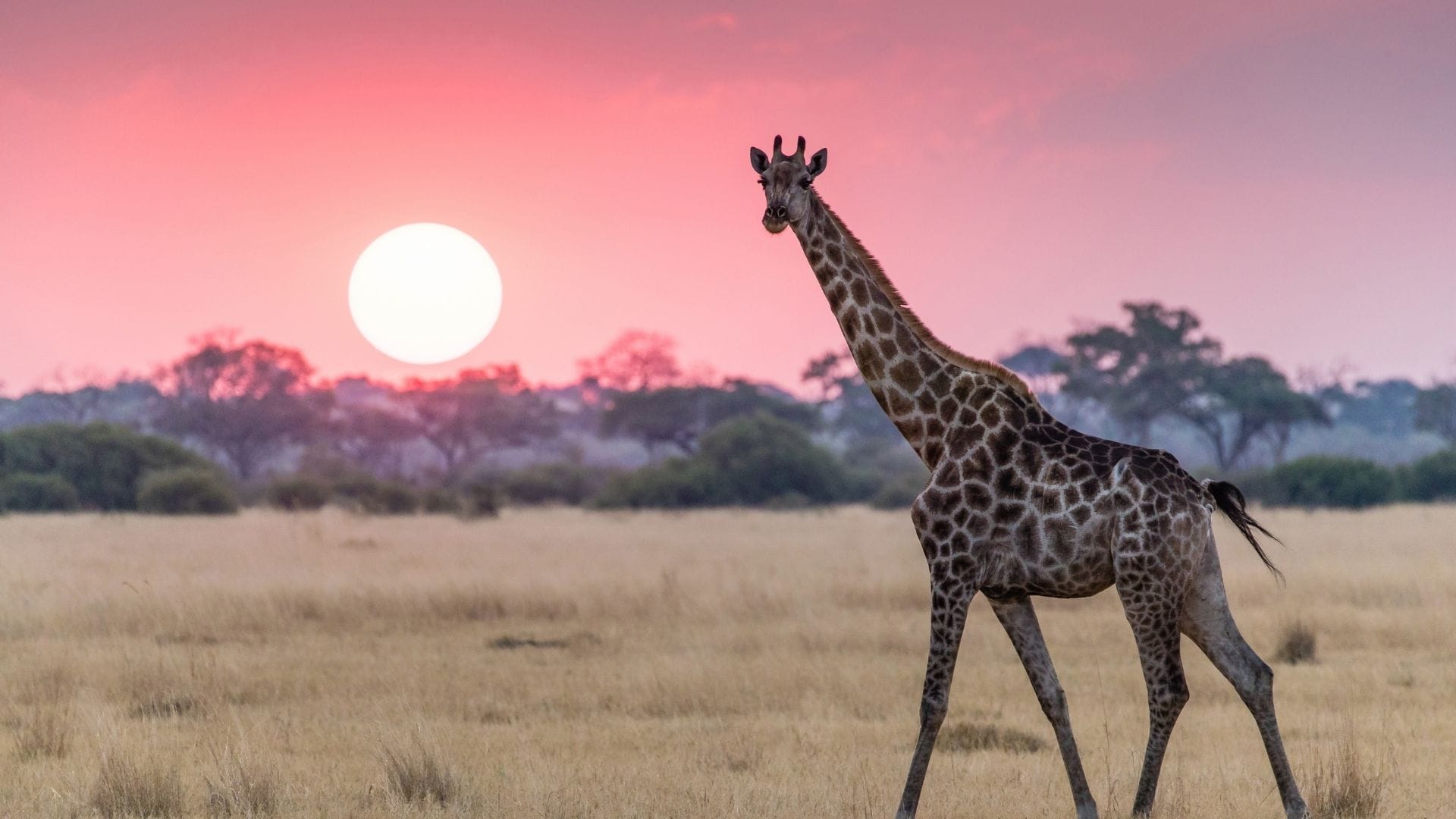 Botswana