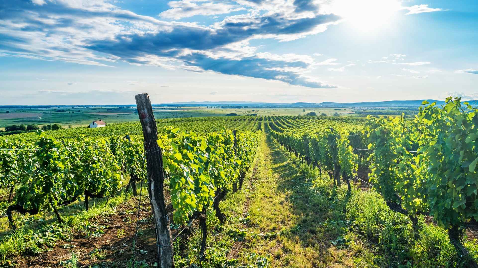 Balatonsøen omgivet af vinmarker i Ungarn