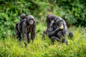 Gorillatrekking i Rwanda, en hel familie med Silverback og unge