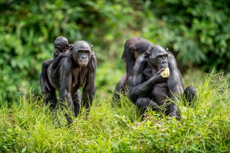 Gorillatrekking i Rwanda, en hel familie med Silverback og unge