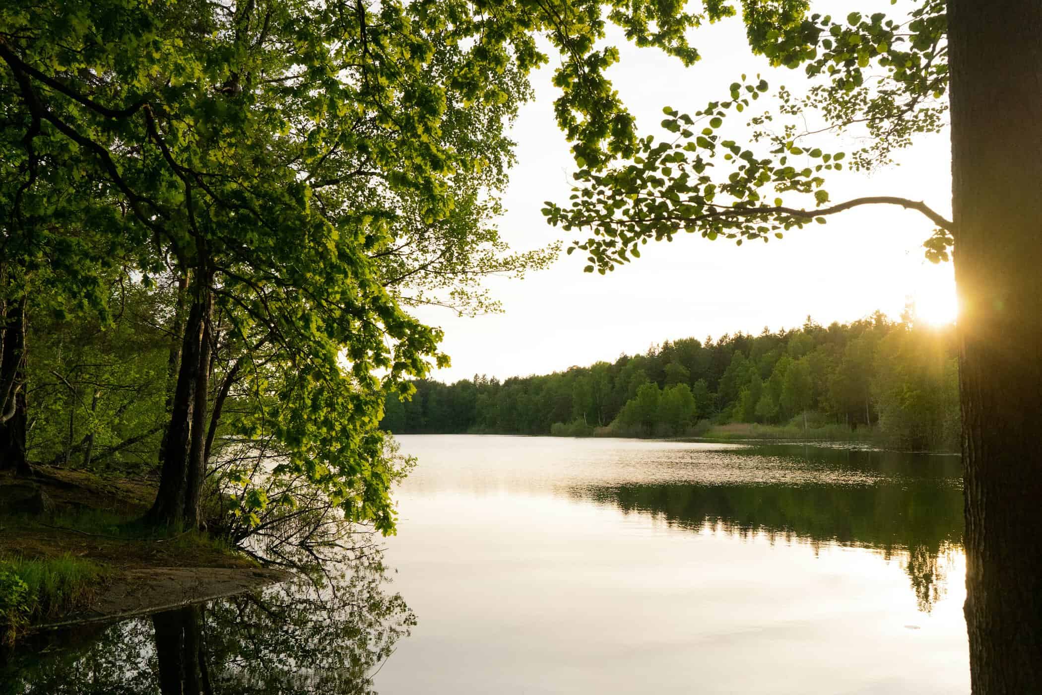 Solljus genom träden vid en svensk sjö