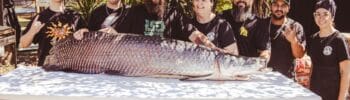 tigerfiskeri på Zambezi-floden. Gruppe med stor fisk ved bordet, Big game fishing