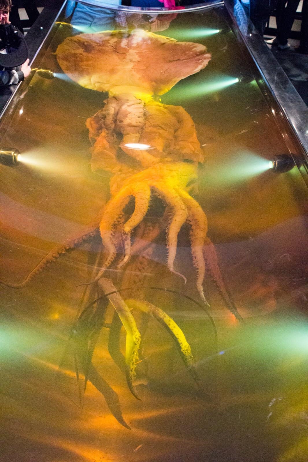 Konserveret kolossal blæksprutte i glastank på museet Te Papa i Wellington, New Zealand