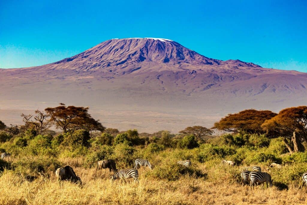 Savanne med akacietræer og Kilimanjaro i baggrunden