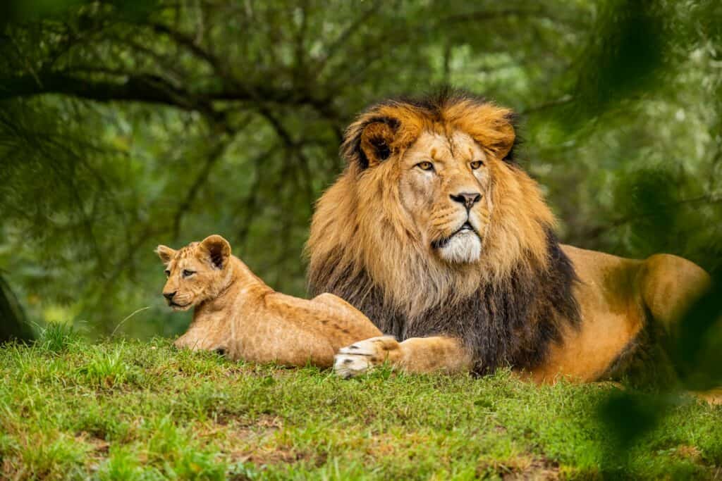Løve på safari i det sydlige Afrika