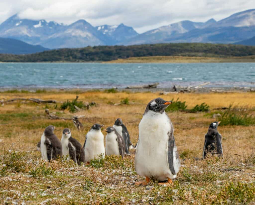 Papua Penguins at Martillo Island, Ushuaia, Tierra del Fuego.
